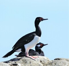 Leucocarbo magellanicus