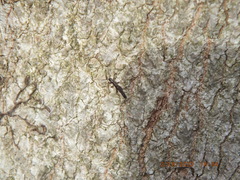 Allocapnia vivipara