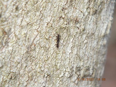 Allocapnia vivipara