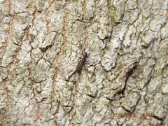 Allocapnia vivipara