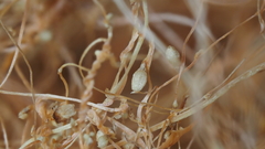 Cuscuta psorothamnensis