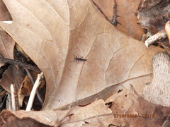 Allocapnia vivipara
