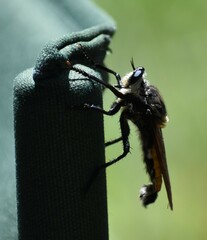 Blepharotes coriarius