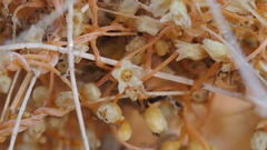 Cuscuta psorothamnensis