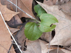 Smilax tamnoides