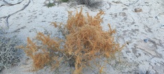 Cuscuta psorothamnensis