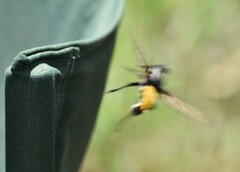 Blepharotes coriarius