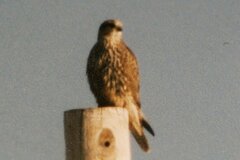 Falco rusticolus