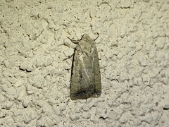 Caradrina montana