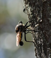 Blepharotes coriarius