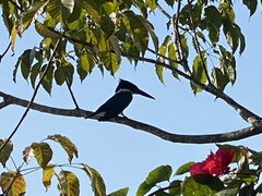 Chloroceryle amazona