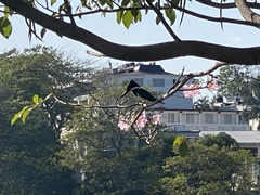 Chloroceryle amazona