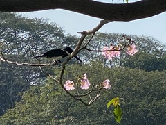 Chloroceryle amazona