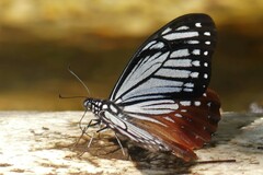 Papilio agestor