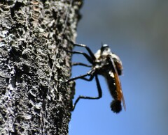 Blepharotes coriarius