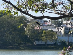 Chloroceryle amazona