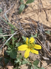 Berlandiera subacaulis