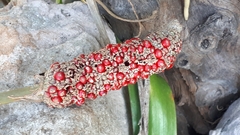 Anthurium schlechtendalii