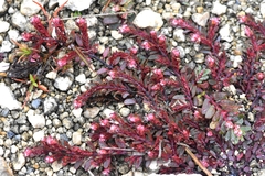 Euphorbia conferta