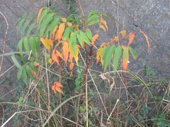 Toxicodendron succedaneum