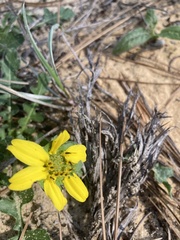 Berlandiera subacaulis