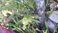 Anthurium schlechtendalii