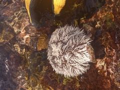 Tripneustes ventricosus