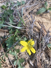 Berlandiera subacaulis