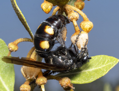 Pygodasis quadrimaculata