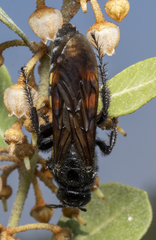 Pygodasis quadrimaculata