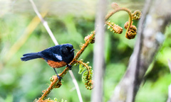 Diglossa gloriosissima