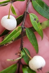 Austromyrtus