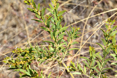 Acacia purpureapetala