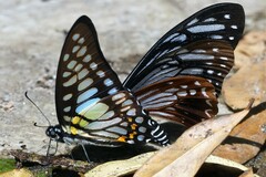 Papilio agestor