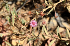 Acacia purpureapetala