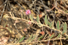 Acacia purpureapetala