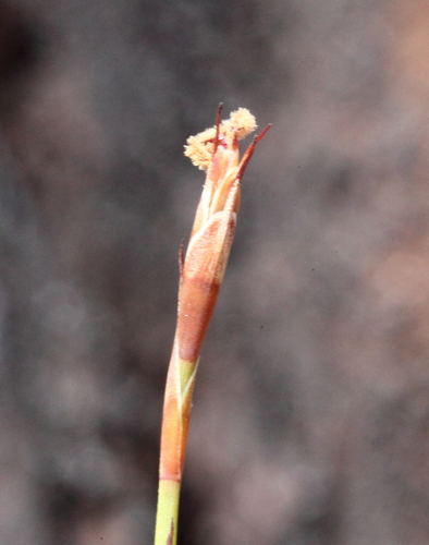 Loxocarya cinerea observed 2013-10-08