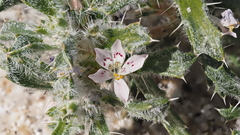 Loeseliastrum schottii