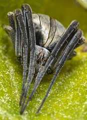 Acacesia hamata