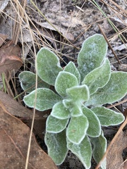 Chrysopsis gossypina