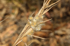 Cymbopogon obtectus