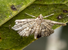 Anageshna primordialis