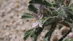 Loeseliastrum schottii