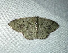 Nemoria lixaria