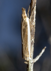 Crambus quinquareatus