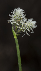Fuirena scirpoidea
