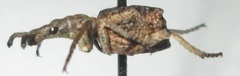 Episus