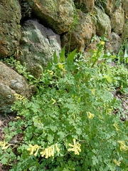 Corydalis balansae