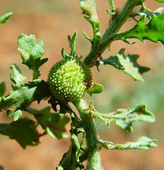 Centipeda minima macrocephala