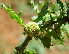Centipeda minima macrocephala